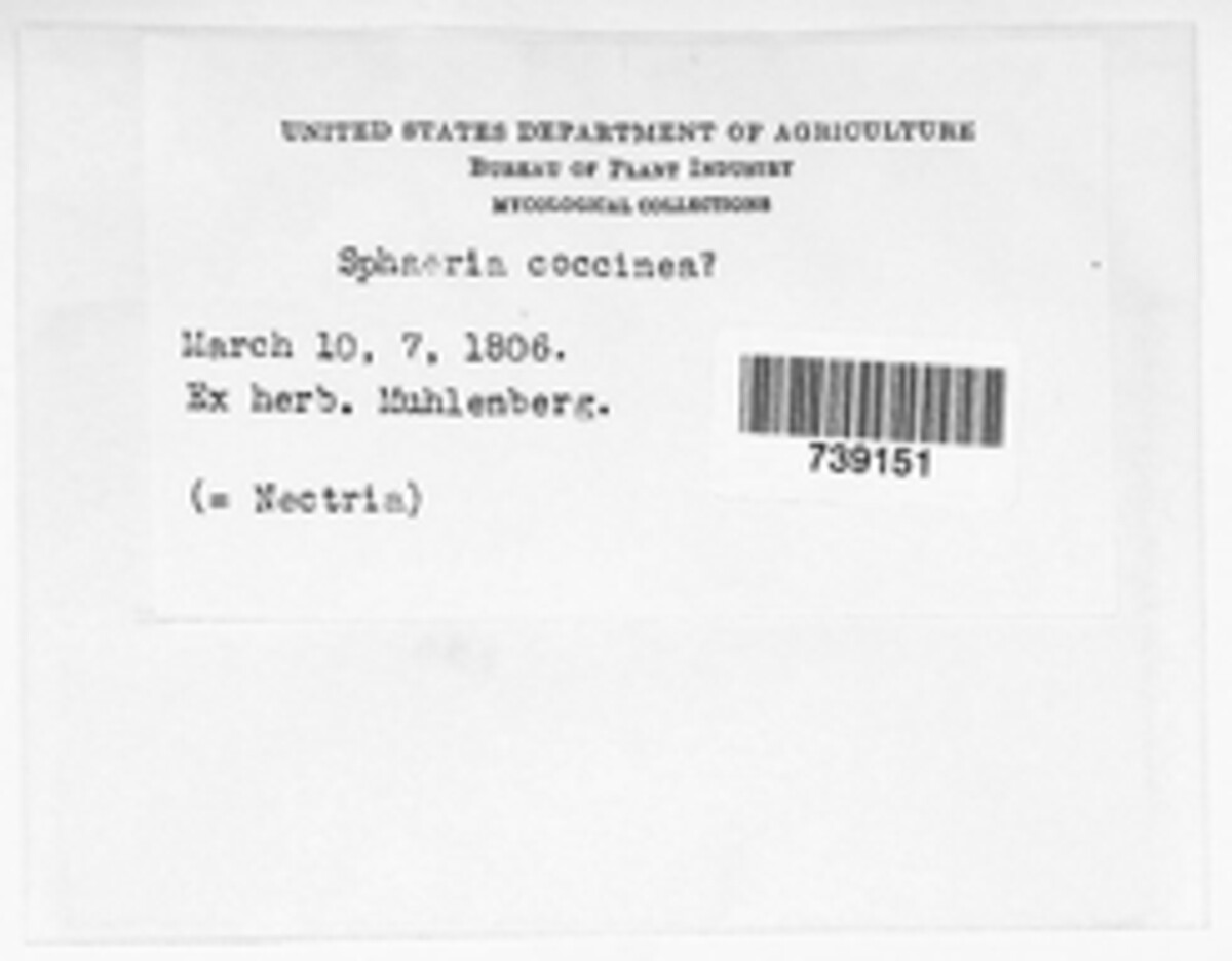 Neonectria coccinea image